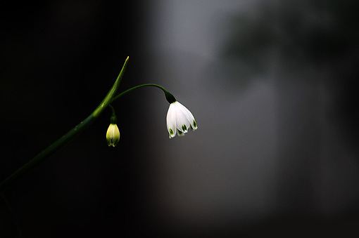 优美散文:时光煮雨,心梦阑珊